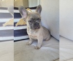 Small #7 French Bulldog