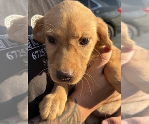 Labrador Retriever Puppy for sale in ADRIAN, MI, USA