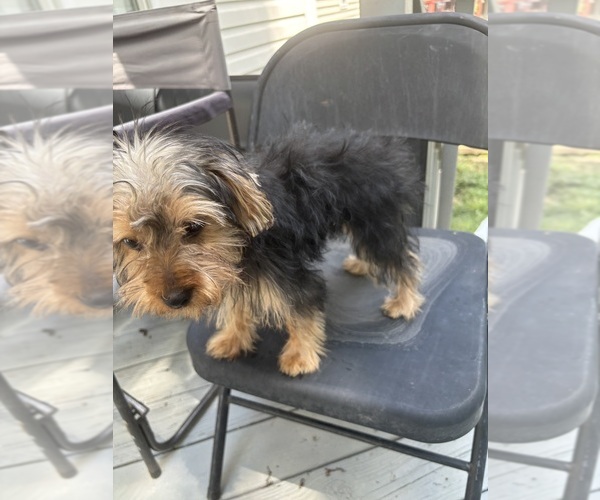 Medium Photo #5 Yorkshire Terrier Puppy For Sale in RICHMOND, VA, USA