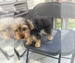 Small #4 Yorkshire Terrier