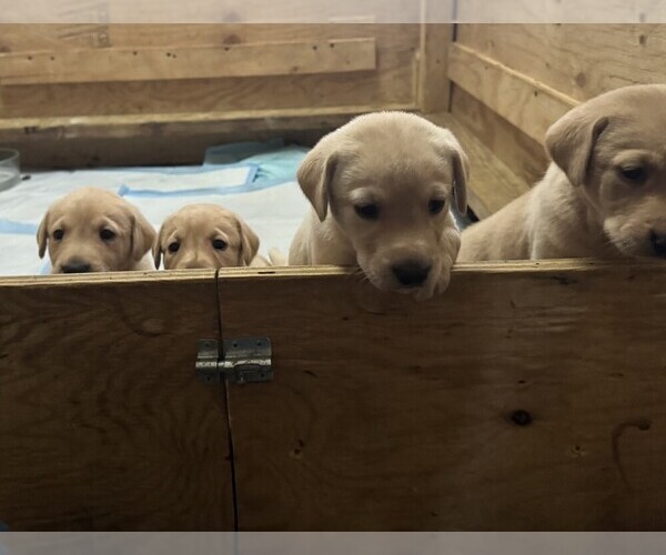 Medium Photo #2 Labrador Retriever Puppy For Sale in WOODBRIDGE, CT, USA
