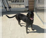Small #6 Labrador Retriever Mix