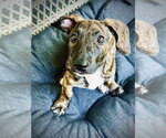 Small Dachshund Mix