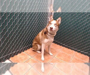 Siberian Husky Dogs for adoption in Downey, CA, USA
