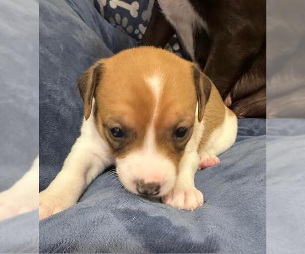 Medium Photo #1 Chiweenie Puppy For Sale in Los Angeles, CA, USA