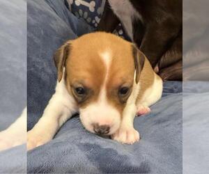 Chiweenie Dogs for adoption in Los Angeles, CA, USA