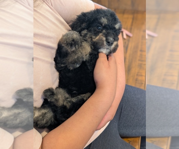 Medium Photo #6 Bernedoodle-Golden Mountain Dog Mix Puppy For Sale in DAVIS, CA, USA