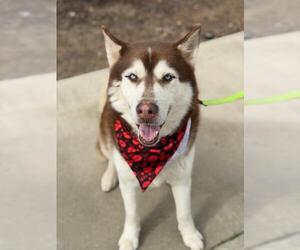Siberian Husky Dogs for adoption in Santa Maria, CA, USA