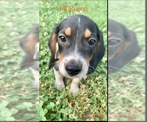 Beagle Puppy for sale in MARSHALL, AR, USA