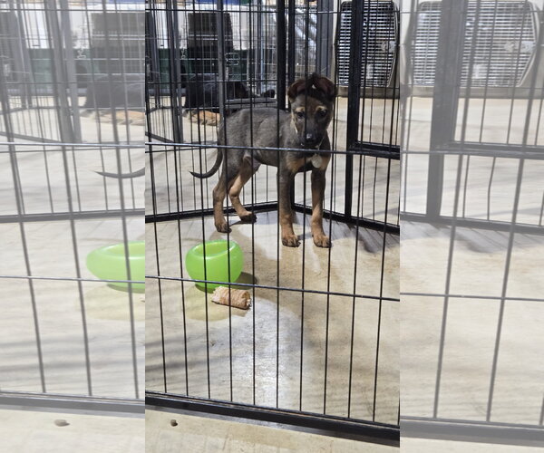 Medium Photo #10 German Shepherd Dog-Unknown Mix Puppy For Sale in Centreville, VA, USA