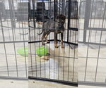 Small #9 German Shepherd Dog Mix
