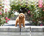 Puppy 11 Poodle (Toy)