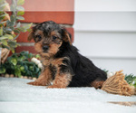 Small Photo #13 Yorkshire Terrier Puppy For Sale in MONROE, IN, USA