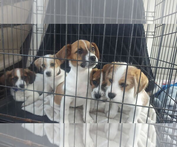 Medium Photo #6 Bea-Tzu Puppy For Sale in Wakefield, RI, USA