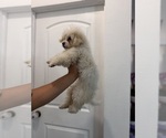 Small #3 Maltipoo (Miniature)