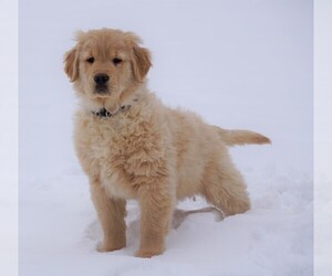 Golden Retriever Puppy for sale in FREDERICKSBG, OH, USA