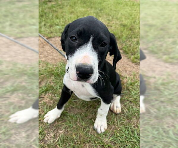 Medium Photo #6 Pointer-Unknown Mix Puppy For Sale in Tarrytown, GA, USA