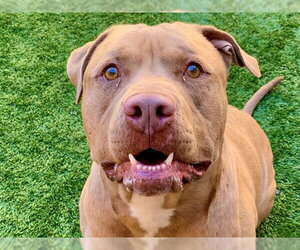 Mutt Dogs for adoption in Moreno Valley, CA, USA