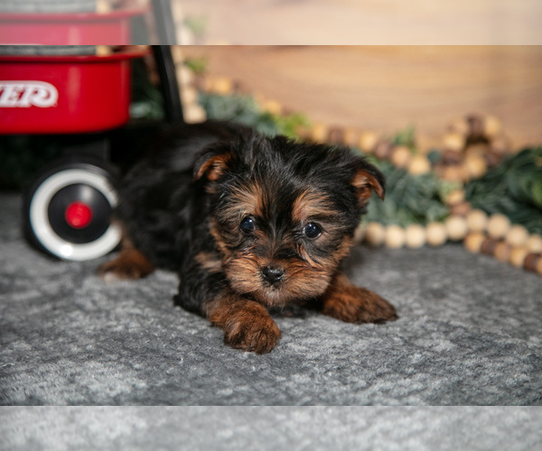 Medium Photo #7 Yorkshire Terrier Puppy For Sale in BERNE, IN, USA
