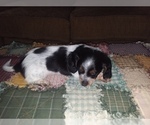 Small Photo #10 Dachshund Puppy For Sale in HAMILTON, MO, USA