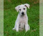 Small Whippet Mix