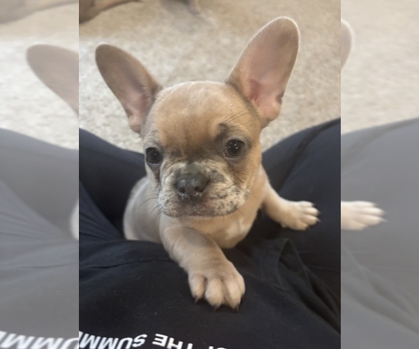 Medium Photo #1 French Bulldog Puppy For Sale in VIRGINIA BEACH, VA, USA