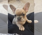 Puppy Puppy 2 French Bulldog
