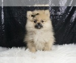 Puppy 3 Pomeranian