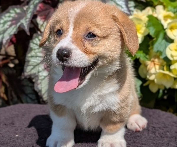 Medium Photo #37 Pembroke Welsh Corgi Puppy For Sale in GOSHEN, IN, USA