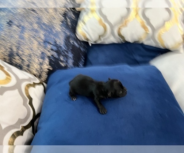 Medium Photo #51 Yorkshire Terrier Puppy For Sale in HAYWARD, CA, USA