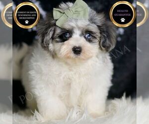 Medium Maltipoo