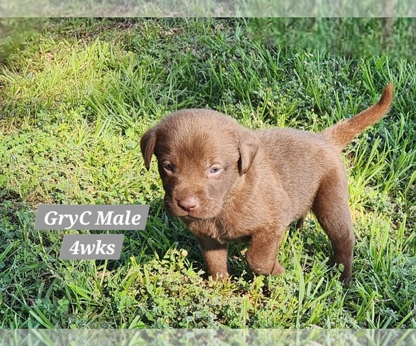 Medium Photo #14 Labrador Retriever Puppy For Sale in EDGEWOOD, TX, USA
