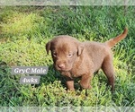 Small Photo #14 Labrador Retriever Puppy For Sale in EDGEWOOD, TX, USA