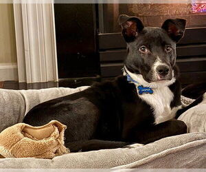 Jasper - Male Retriever -Unknown Mix Dog for Adoption - Photo #4