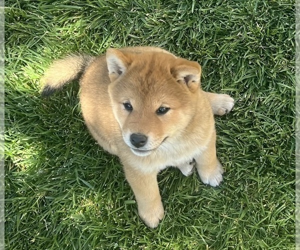 Medium Photo #6 Shiba Inu Puppy For Sale in YUCCA VALLEY, CA, USA