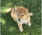 Small Photo #6 Shiba Inu Puppy For Sale in YUCCA VALLEY, CA, USA