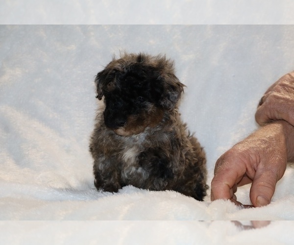 Medium Photo #2 ShihPoo Puppy For Sale in DYERSBURG, TN, USA