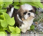 Small #6 Shih Tzu