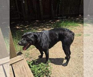 English Mastweiler Dogs for adoption in San Antonio, TX, USA