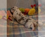 Small Photo #27 Great Dane Puppy For Sale in SPRAGGS, PA, USA