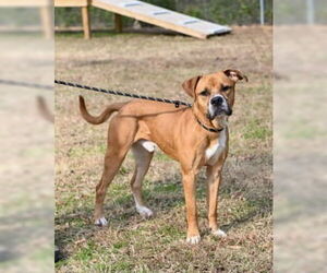 Boxer-Unknown Mix Dogs for adoption in Glen Allen, VA, USA