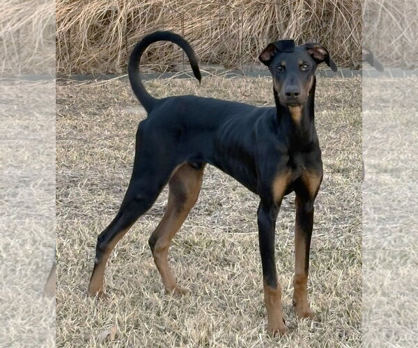Medium Photo #10 Doberman Pinscher Puppy For Sale in Boonton, NJ, USA