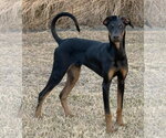 Small #9 Doberman Pinscher
