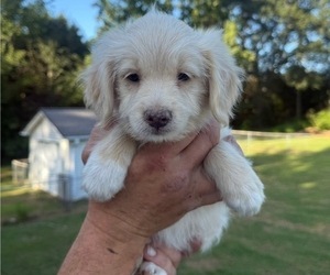 Medium Goldendoodle-Miniature Australian Shepherd Mix
