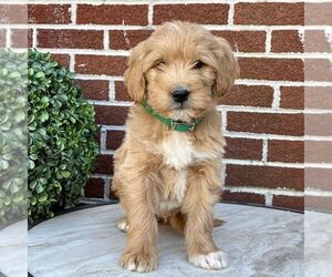 Goldendoodle Puppy for sale in GAP, PA, USA