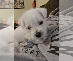 West Highland White Terrier Puppy for sale in FARMINGTON, MO, USA