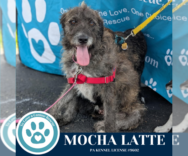 Medium Photo #8 Scottish Deerhound Puppy For Sale in Kimberton, PA, USA