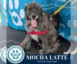 Small #7 Scottish Deerhound