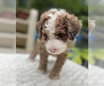 Small #10 Aussie-Poo-Miniature Bernedoodle Mix