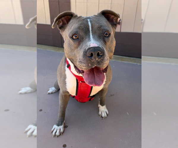 Medium Photo #13 American Staffordshire Terrier-Unknown Mix Puppy For Sale in Lake Forest, CA, USA